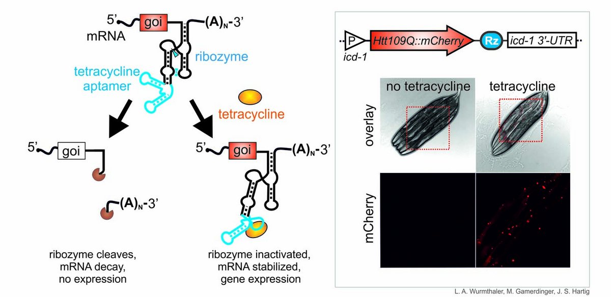 Left: How the ribozyme-based genetic switch works. A self-cleaving tetracycline-dependent ribozyme results in mRNA decay and down-regulation of gene expression. Adding tetracycline inhibits ribozyme activity, which stabilises the mRNA and induces gene expression. Right: Application of the genetic switch in the animal research model C. elegans. Tetracycline-induced expression of the fluorescence (mCherry)-tagged Huntingtin protein (Htt) with an abnormally long polyglutamine sequence that causes Huntington’s disease in humans. Htt aggregates, which are typical of Huntington’s disease, can be observed to form in the animal model. Copyright: L. A. Wurmthaler, M. Gamerdinger, J. S. Hartig 